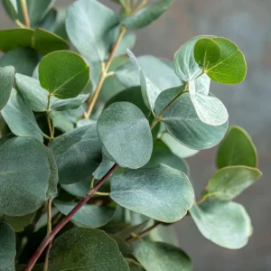 Silver Dollar Eucalyptus Seeds - 10 Fragrant Eucalyptus Polyanthemos Seeds - Image 5