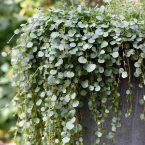Silver Falls Dichondra Seeds - 10 Count, Cascading Foliage, Drought Tolerant - Image 1