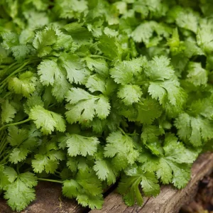 Slow Bolt Cilantro Seeds - 150 Count, Heat Tolerant, Fragrant Herb - Image 3