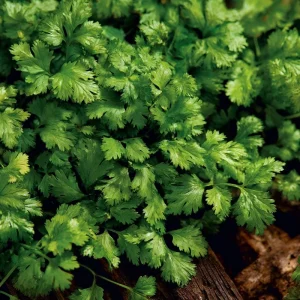 Slow Bolt Cilantro Seeds - 150 Count, Heat Tolerant, Fragrant Herb - Image 1