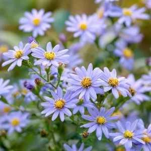 Smooth Blue Aster Seeds - 500 Count, Perennial, Pollinator-Friendly Flowers - Image 1