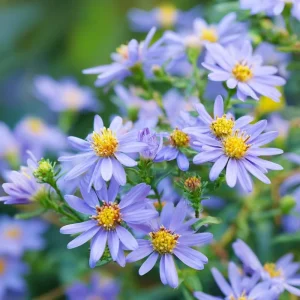 Smooth Blue Aster Seeds - 500 Count, Perennial, Pollinator-Friendly Flowers - Image 2