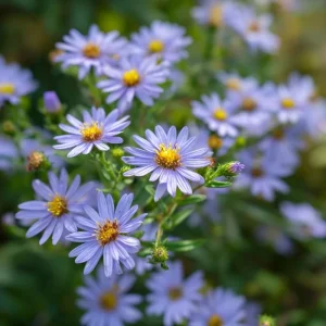 Smooth Blue Aster Seeds - 500 Count, Perennial, Pollinator-Friendly Flowers - Image 3