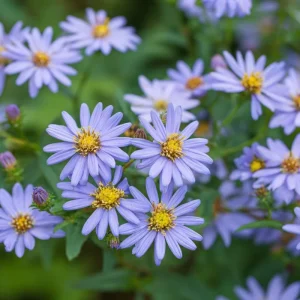 Smooth Blue Aster Seeds - 500 Count, Perennial, Pollinator-Friendly Flowers - Image 4