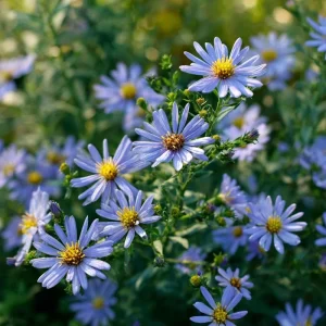 Smooth Blue Aster Seeds - 500 Count, Perennial, Pollinator-Friendly Flowers - Image 5