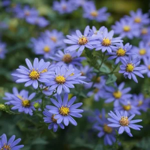 Smooth Blue Aster Seeds - 500 Count, Perennial, Pollinator-Friendly Flowers - Image 6