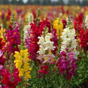 Snapdragon Flower Seeds Mixed Rainbow Color - 2000+ Seeds, Tall, Attracts Pollinators - Image 2