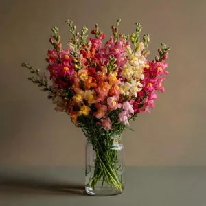 Snapdragon Flower Seeds Mixed Rainbow Color - 2000+ Seeds, Tall, Attracts Pollinators - Image 7