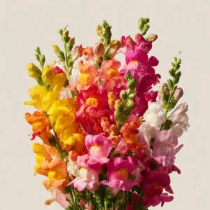 Snapdragon Flower Seeds Mixed Rainbow Color - 2000+ Seeds, Tall, Attracts Pollinators - Image 1