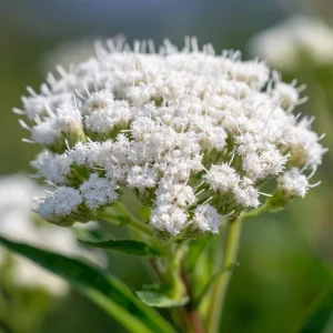 Snow White Boneset Seeds - Eupatorium Perfoliatum - 200 Seeds for Pollinator Gardens - Image 5