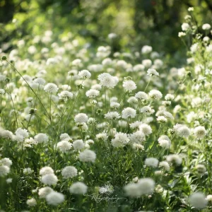 Snowmaiden Scabiosa Seeds - 50 Count - Elegant White Pincushion Flowers for Gardens - Image 3