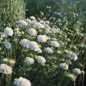 Snowmaiden Scabiosa Seeds - 50 Count - Elegant White Pincushion Flowers for Gardens - Image 4