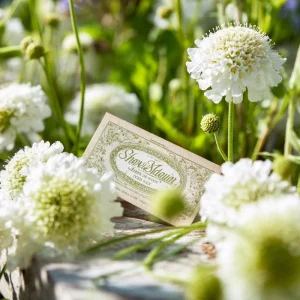 Snowmaiden Scabiosa Seeds - 50 Count - Elegant White Pincushion Flowers for Gardens - Image 5