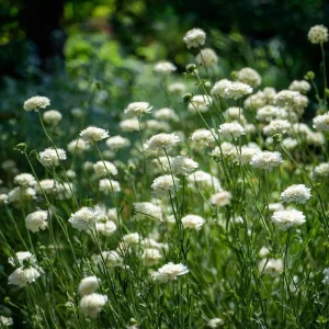 Snowmaiden Scabiosa Seeds - 50 Count - Elegant White Pincushion Flowers for Gardens - Image 6