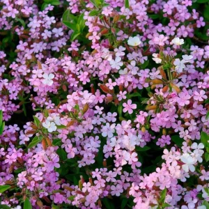 Soapwort Seeds – Saponaria Officinalis – 300 Count – Fragrant Pink Blooms - Image 1