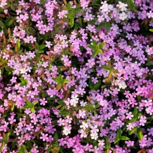 Soapwort Seeds – Saponaria Officinalis – 300 Count – Fragrant Pink Blooms - Image 3