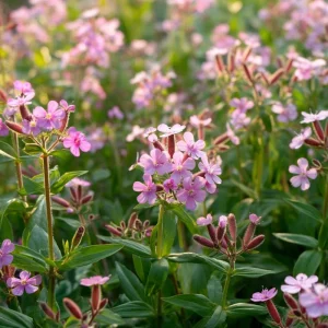Soapwort Seeds – Saponaria Officinalis – 300 Count – Fragrant Pink Blooms - Image 4