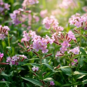 Soapwort Seeds – Saponaria Officinalis – 300 Count – Fragrant Pink Blooms - Image 5