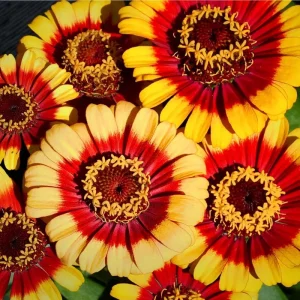 Sombrero Zinnia Seeds - 50 Count Bi-Color Blooms for Pollinators & Cut Flowers - Image 2