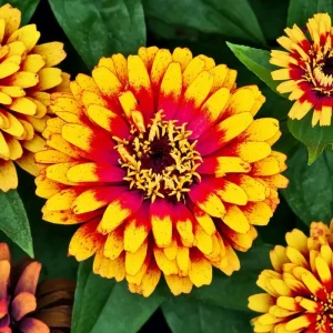 Sombrero Zinnia Seeds - 50 Count Bi-Color Blooms for Pollinators & Cut Flowers - Image 3