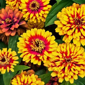 Sombrero Zinnia Seeds - 50 Count Bi-Color Blooms for Pollinators & Cut Flowers - Image 4