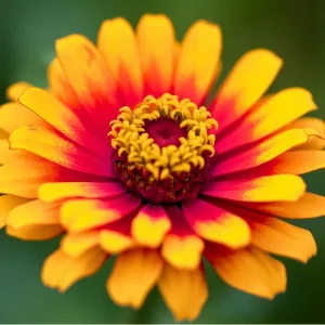 Sombrero Zinnia Seeds - 50 Count Bi-Color Blooms for Pollinators & Cut Flowers - Image 5