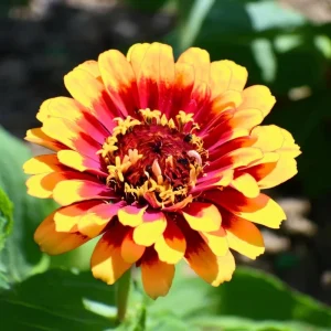 Sombrero Zinnia Seeds - 50 Count Bi-Color Blooms for Pollinators & Cut Flowers - Image 1