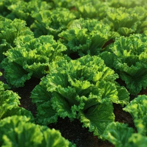 Southern Giant Curled Mustard Greens Seeds – 300 Heirloom Seeds – Fast Growing Leafy Greens - Image 2