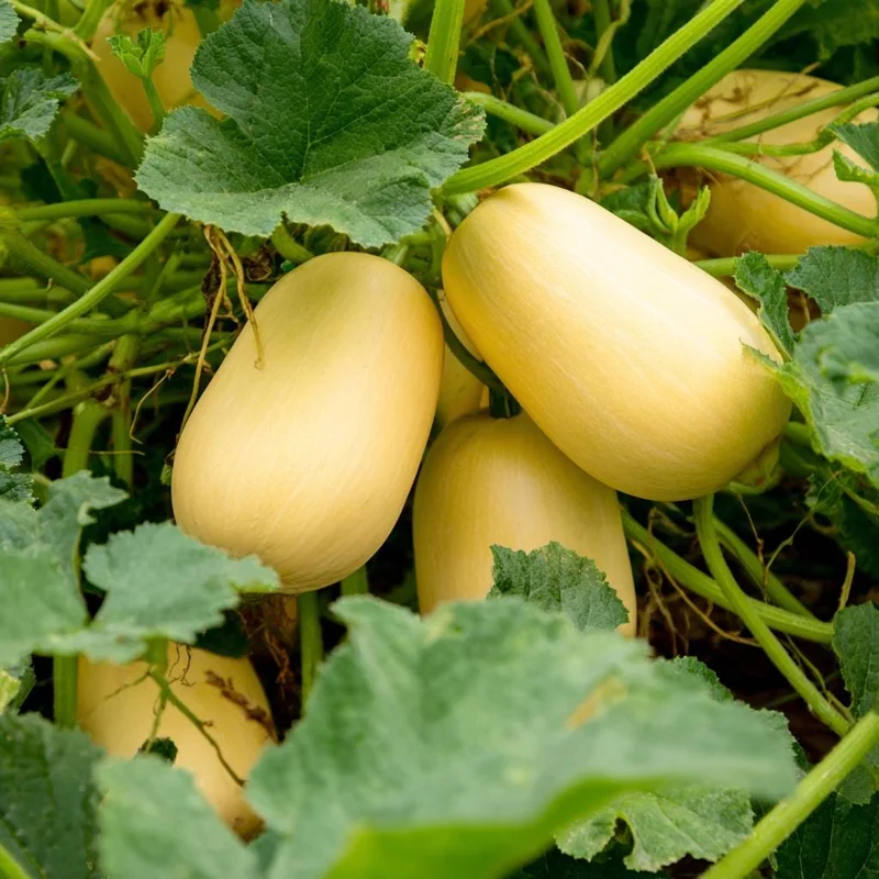 Spaghetti Winter Squash Seeds - 25-Count | Easy to Grow for Gardens & Containers - Image 3