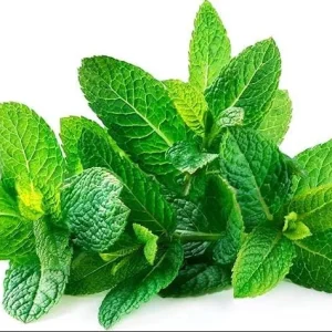 Spearmint Live Plant - Fresh Herb, 4 Inch Tall in 4 Inch Pot, Indoors/Outdoors - Image 2