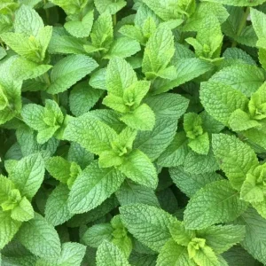 Spearmint Live Plant - Fresh Herb, 4 Inch Tall in 4 Inch Pot, Indoors/Outdoors - Image 3