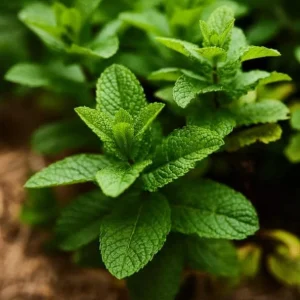 Spearmint Live Plant - Fresh Herb, 4 Inch Tall in 4 Inch Pot, Indoors/Outdoors - Image 4