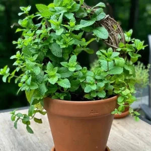 Spearmint Live Plant - Fresh Herb, 4 Inch Tall in 4 Inch Pot, Indoors/Outdoors - Image 5