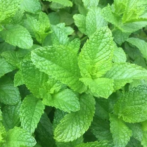 Spearmint Live Plant - Fresh Herb, 4 Inch Tall in 4 Inch Pot, Indoors/Outdoors - Image 6