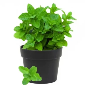 Spearmint Live Plant - Fresh Herb, 4 Inch Tall in 4 Inch Pot, Indoors/Outdoors - Image 1