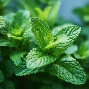 Spearmint Seeds (Mentha spicata) – 200 Heirloom Herb Seeds – Culinary & Medicinal - Image 2