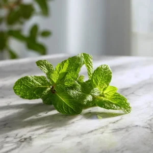 Spearmint Seeds (Mentha spicata) – 200 Heirloom Herb Seeds – Culinary & Medicinal - Image 4