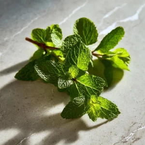 Spearmint Seeds (Mentha spicata) – 200 Heirloom Herb Seeds – Culinary & Medicinal - Image 1