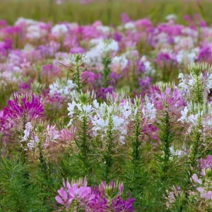 Spider Flower Seeds Mix - Cleome hassleriana - 100 Pollinator-Friendly Seeds - Image 2