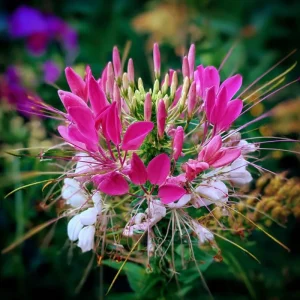 Spider Flower Seeds Mix - Cleome hassleriana - 100 Pollinator-Friendly Seeds - Image 3