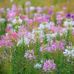 Spider Flower Seeds Mix - Cleome hassleriana - 100 Pollinator-Friendly Seeds - Image 4