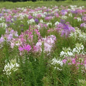 Spider Flower Seeds Mix - Cleome hassleriana - 100 Pollinator-Friendly Seeds - Image 5