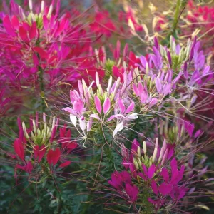 Spider Flower Seeds Mix - Cleome hassleriana - 100 Pollinator-Friendly Seeds - Image 1