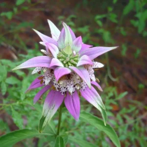 Spotted Bee Balm Seeds - Monarda punctata Wildflower (50 Seeds) - Pollinator Attractor - Image 2