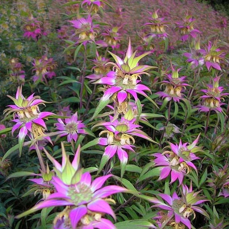 Spotted Bee Balm Seeds - Monarda punctata Wildflower (50 Seeds) - Pollinator Attractor - Image 3