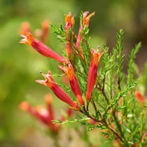 Standing Cypress Seeds - Ipomopsis rubra Wildflower Seeds, Fiery Red Spires, 200 Count, Attracts Hummingbirds & Pollinators, Outdoor - Image 2