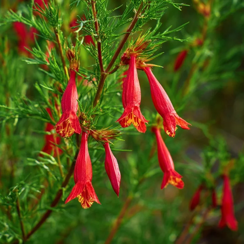 Standing Cypress Seeds - Ipomopsis rubra Wildflower Seeds, Fiery Red Spires, 200 Count, Attracts Hummingbirds & Pollinators, Outdoor - Image 3