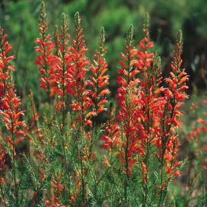 Standing Cypress Seeds - Ipomopsis rubra Wildflower Seeds, Fiery Red Spires, 200 Count, Attracts Hummingbirds & Pollinators, Outdoor - Image 4