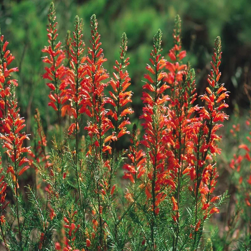 Standing Cypress Seeds - Ipomopsis rubra Wildflower Seeds, Fiery Red Spires, 200 Count, Attracts Hummingbirds & Pollinators, Outdoor - Image 4