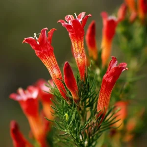 Standing Cypress Seeds - Ipomopsis rubra Wildflower Seeds, Fiery Red Spires, 200 Count, Attracts Hummingbirds & Pollinators, Outdoor - Image 1